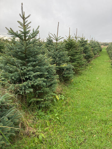 Blue Spruce  trees- 4-7 feet balled and burlapped