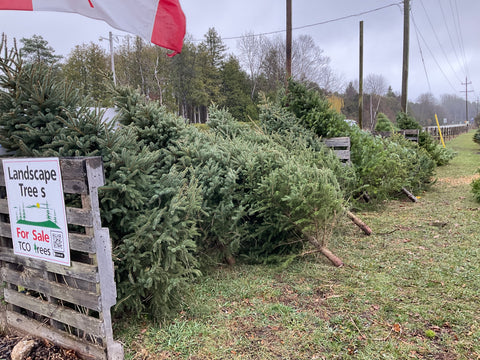 Christmas trees - Pre Cut self serve