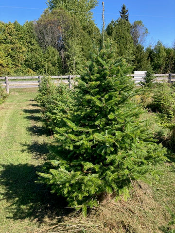 Caanan Fir Tree - 4ft to 7 ft balled and Burplapped Caanan Fir Tree