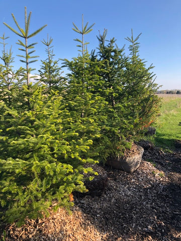 5ft to 7ft Balsam Fir balled and burlapped landscape trees