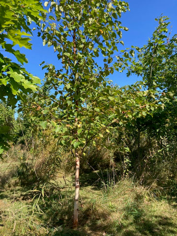 White Birch trees - 4ft to 7ft, 1-3 in Caliper White Birch