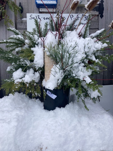 Fresh Greenery Christmas bucket