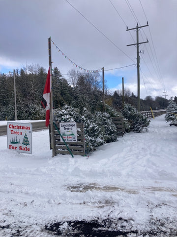 Cut your own Christmas Tree