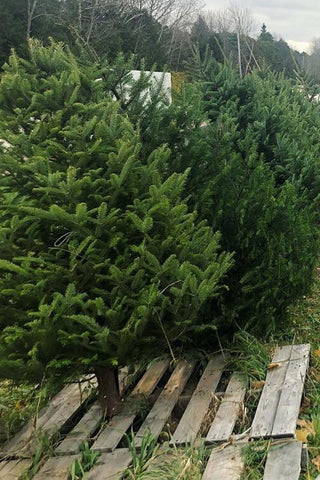 Christmas Trees -4-7 feet  -fresh harvest now!