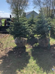 Blue Spruce Landscape trees 7-12 feet - Balled and burlapped ready for planting