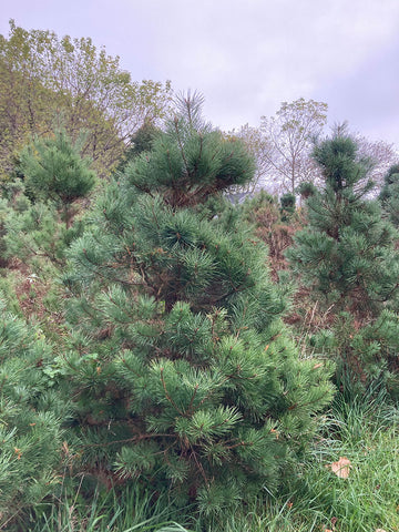Scott's Pine Fir Trees 4-7 feet Balled and Burlapped- Harvested in fall of 2022